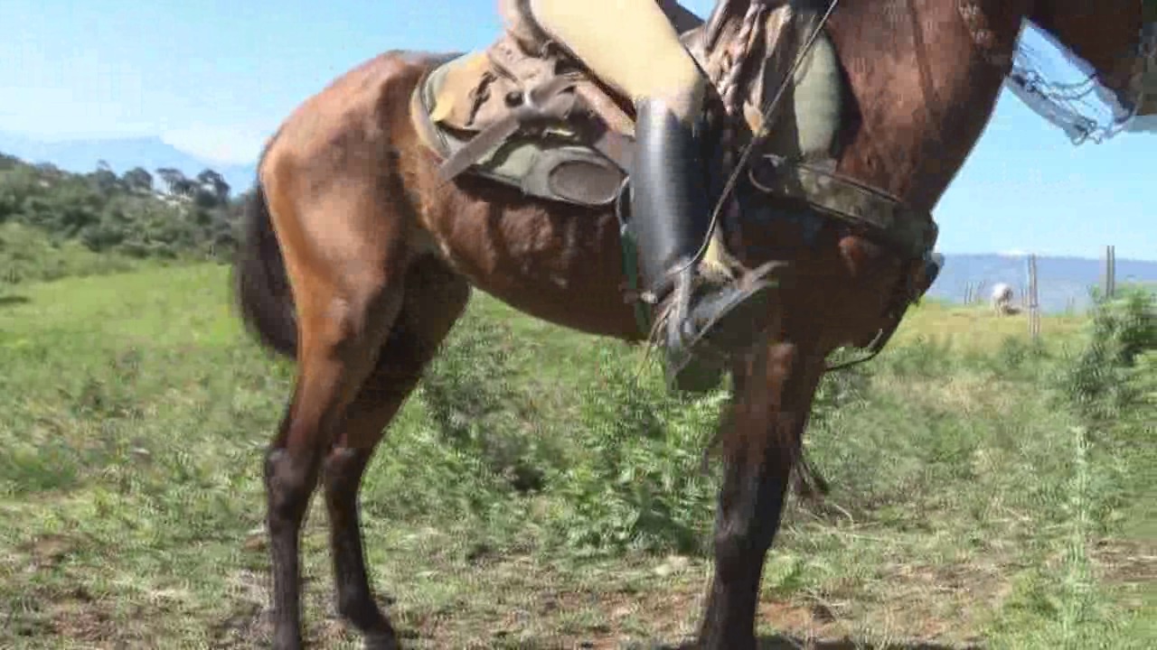 CL8565_tf_te_venusrideonthepotrero.wmv_random_01.jpg