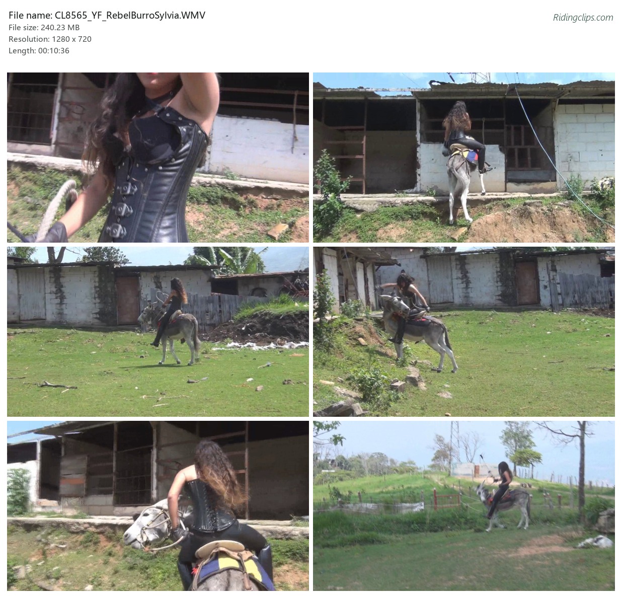 CL8565_YF_RebelBurroSylvia.WMV_2x3.jpg