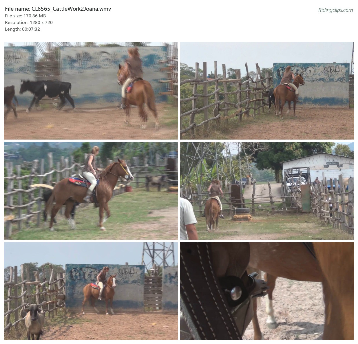 CL8565_CattleWork2Joana.wmv_2x3.jpg