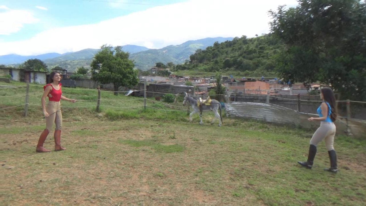 CL8565_tf_duodonkeybyandreinaandvenus.wmv_random_01.jpg