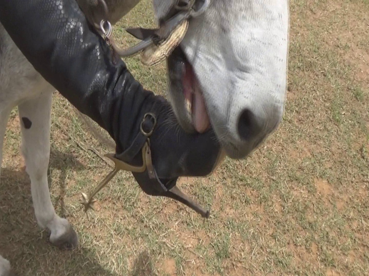 burrojoanna.wmv_random_01.jpg