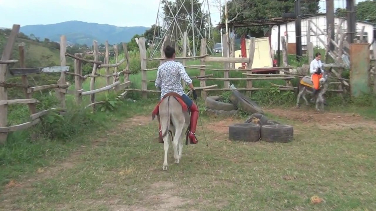 CL8565 Surprise donkey.wmv_random_01.jpg