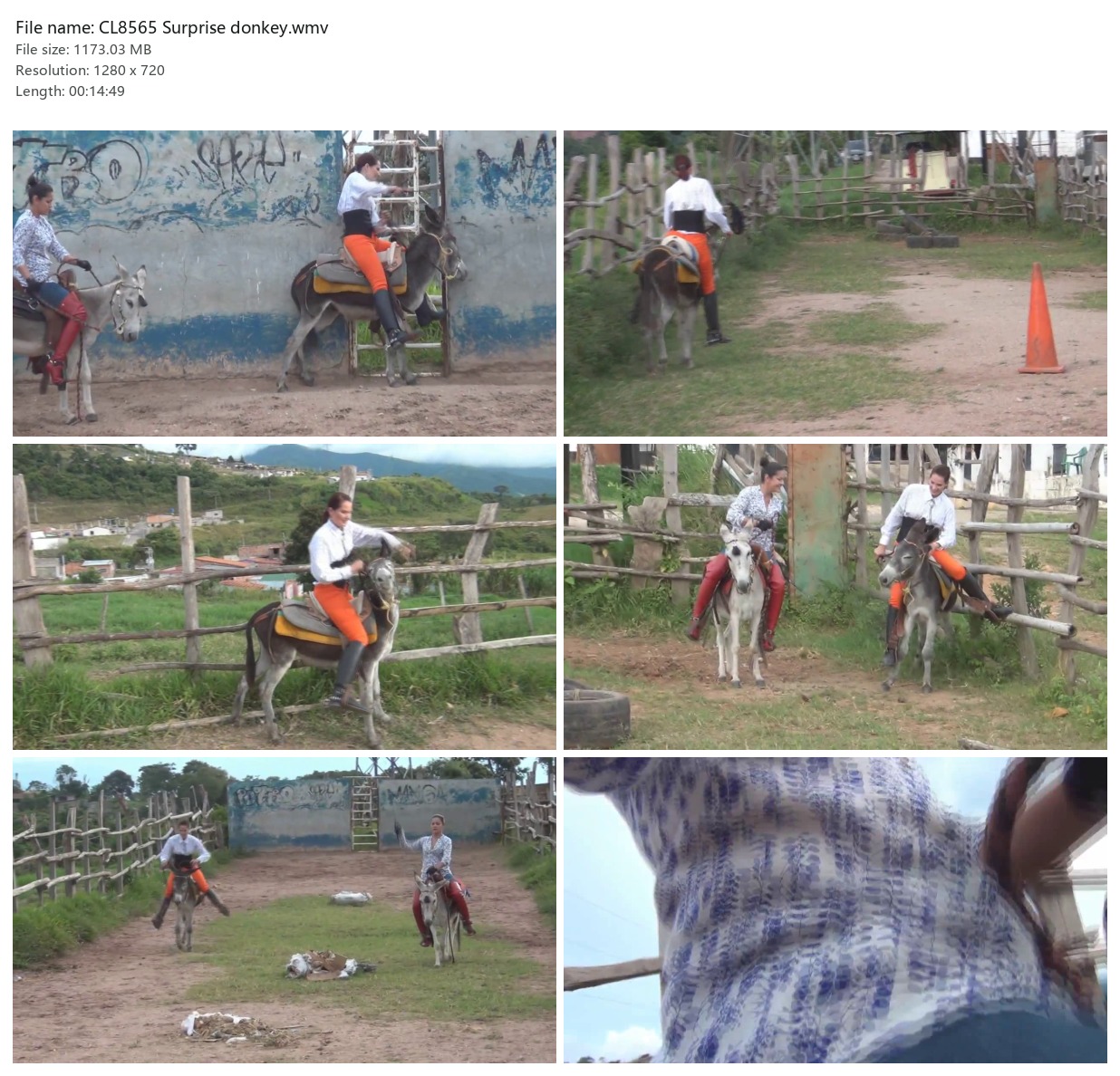 CL8565 Surprise donkey.wmv_2x3.jpg
