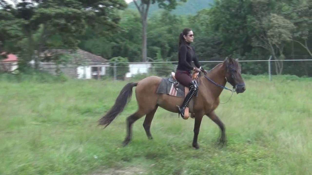 CL8565_Diosaonbuckingrocinante1.wmv_random_01.jpg