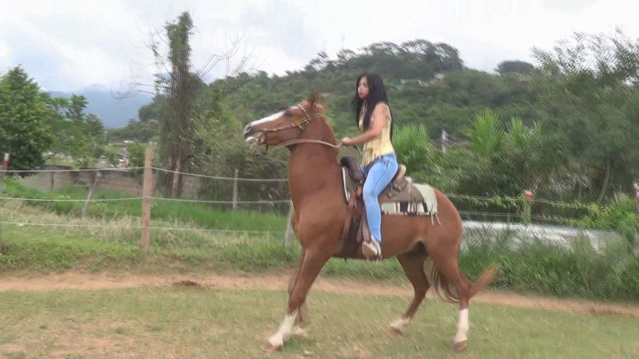 CL8565_jf_je_LARAchileanspursonzeus.wmv_random_01.jpg