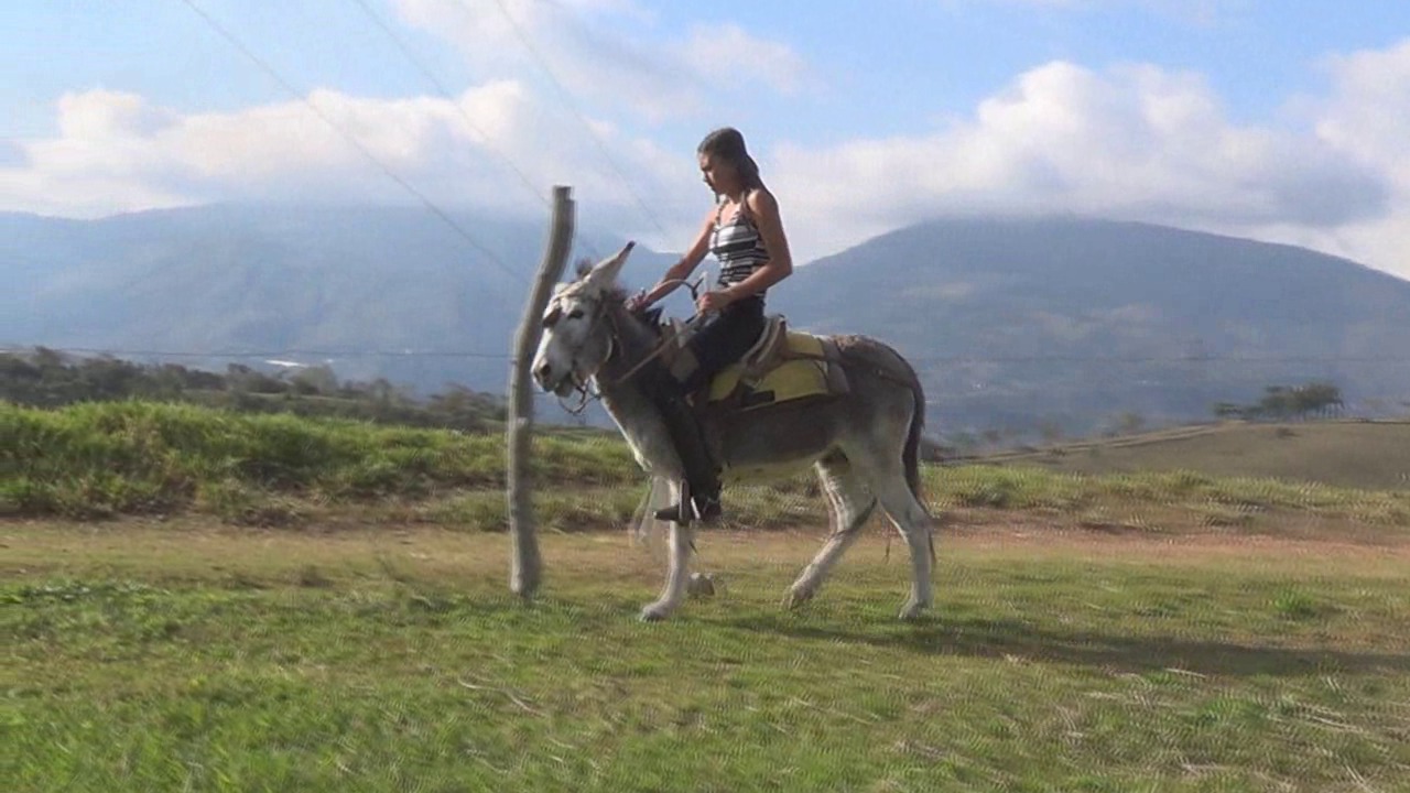 CL8565_jf_jevenusandtheburro.wmv_random_01.jpg