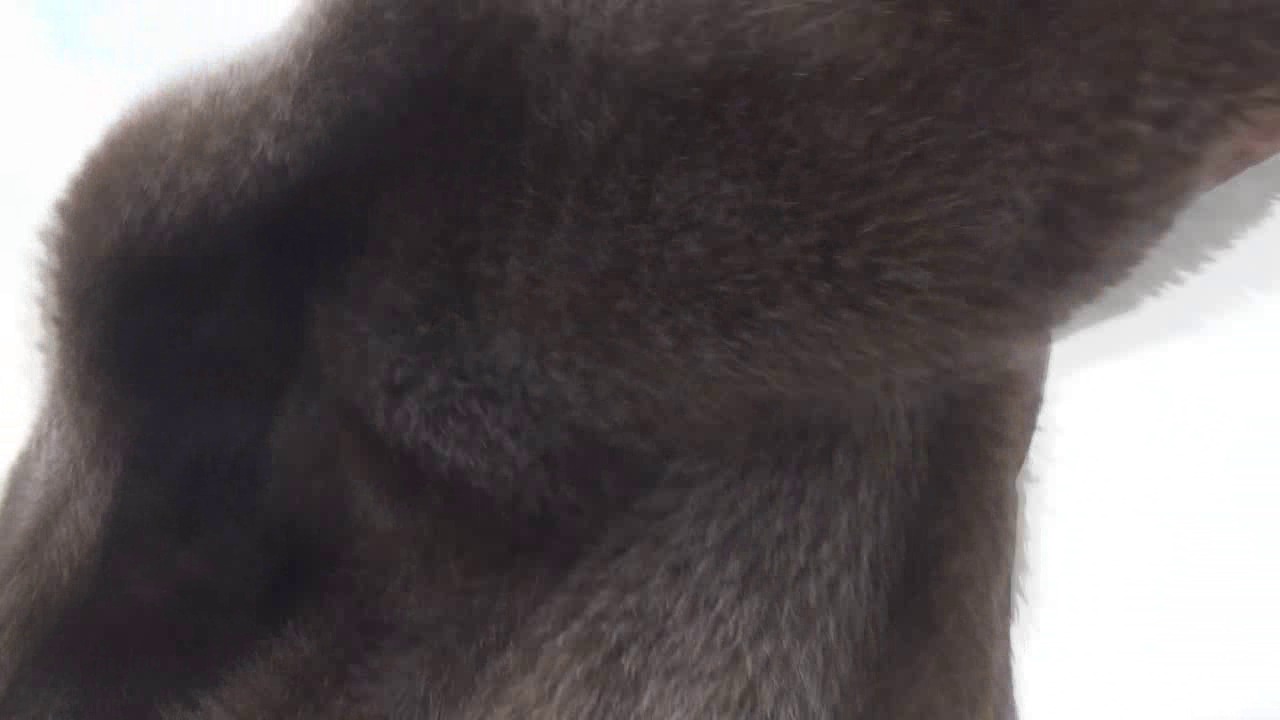 CL8565_TF_FurGoddessRiderJ.wmv_random_01.jpg