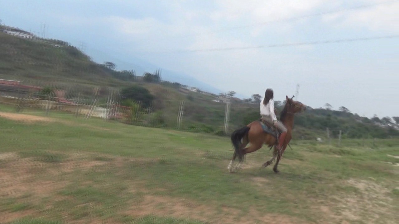 CL8565_tf_te_venusgallopingonsunnyday.wmv_random_01.jpg
