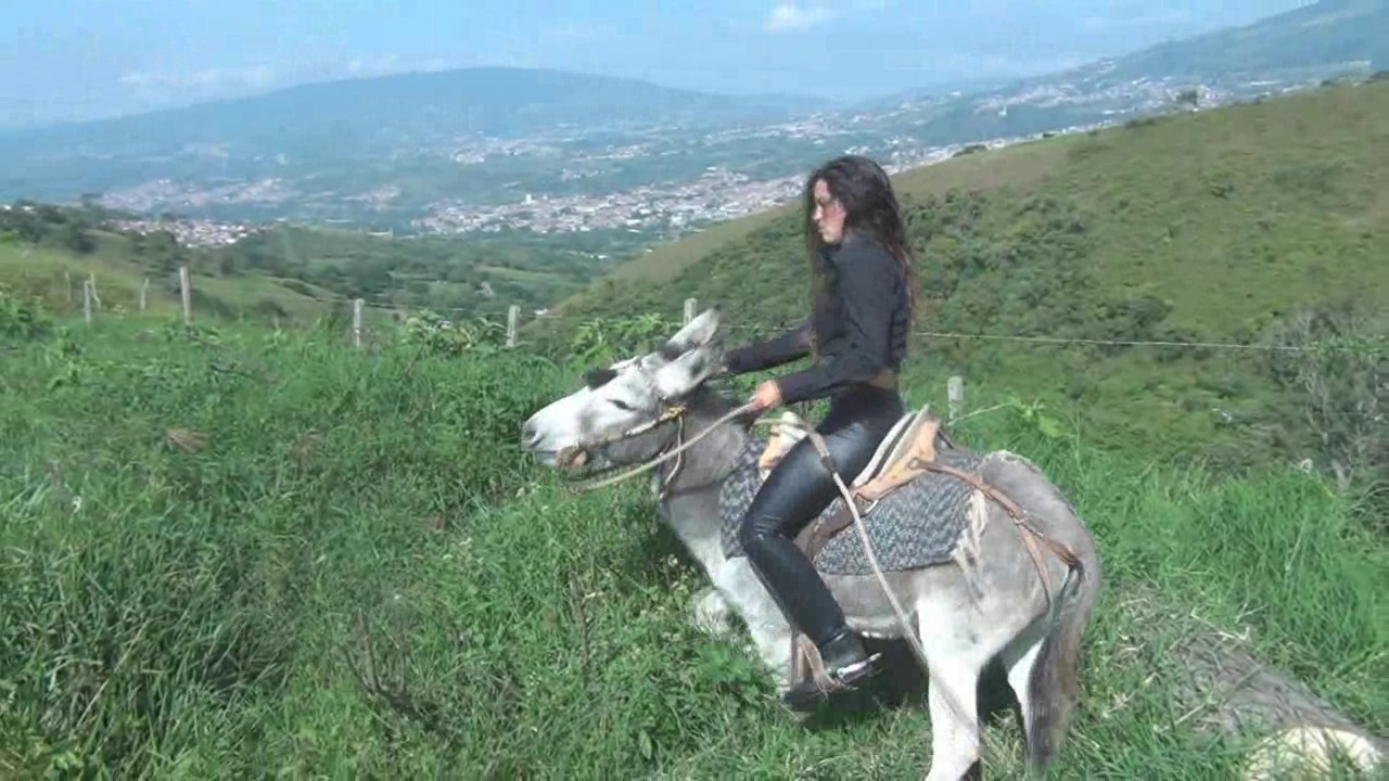 CL8565_YF_GallopingBurroSylvia.wmv_random_01.jpg