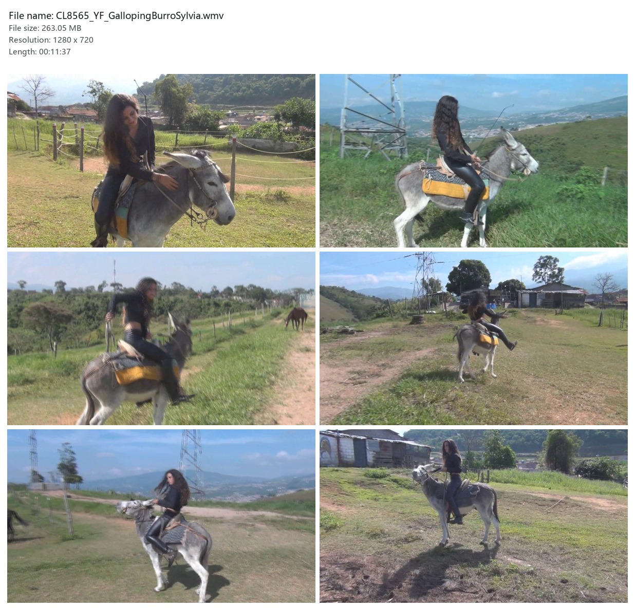 CL8565_YF_GallopingBurroSylvia.wmv_2x3.jpg