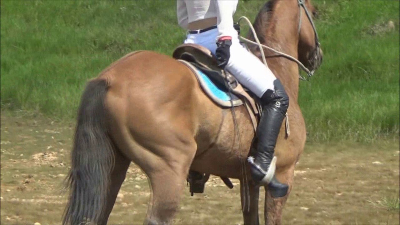 CL39751_MontanaJingelingSpusNewWhip.wmv_random_01.jpg