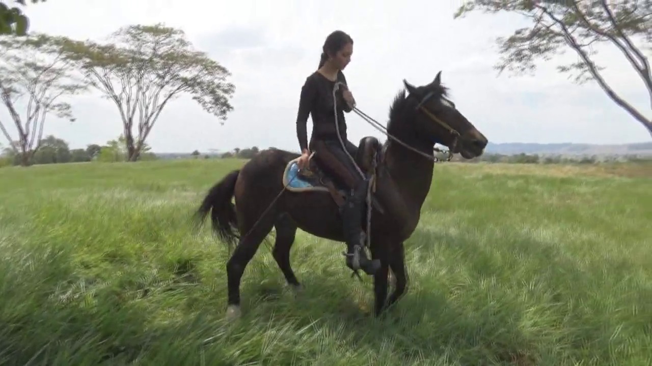 CL39751_TheAmazonIndianaBlackTransparence.mp4_random_01.jpg