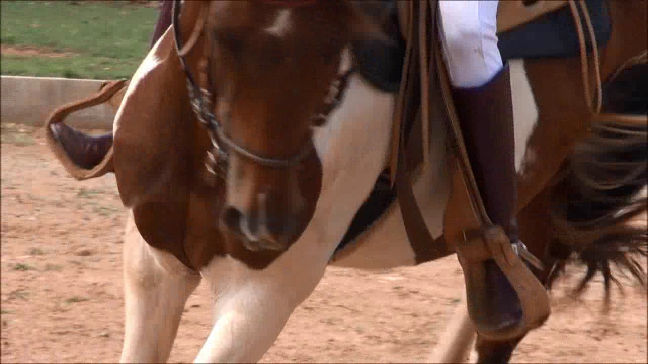 CL9363 Both Training horses.wmv_random_01.jpg