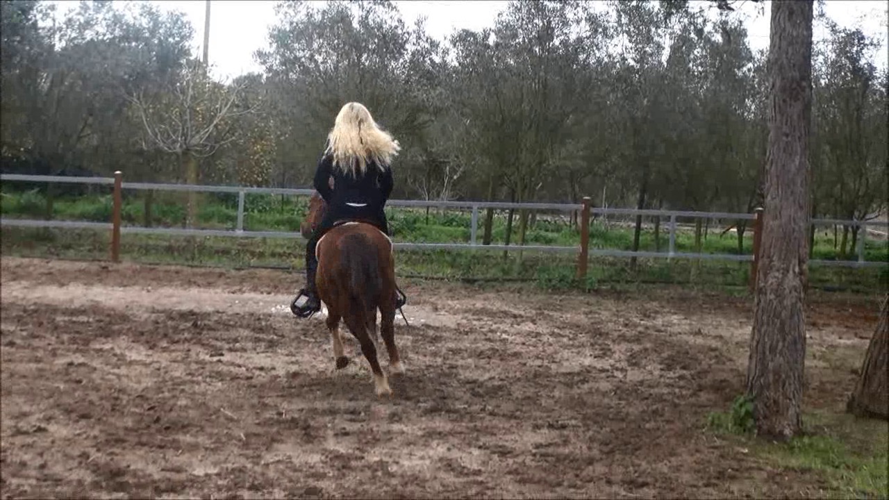 CL9363_DakotasDressage.wmv_random_01.jpg