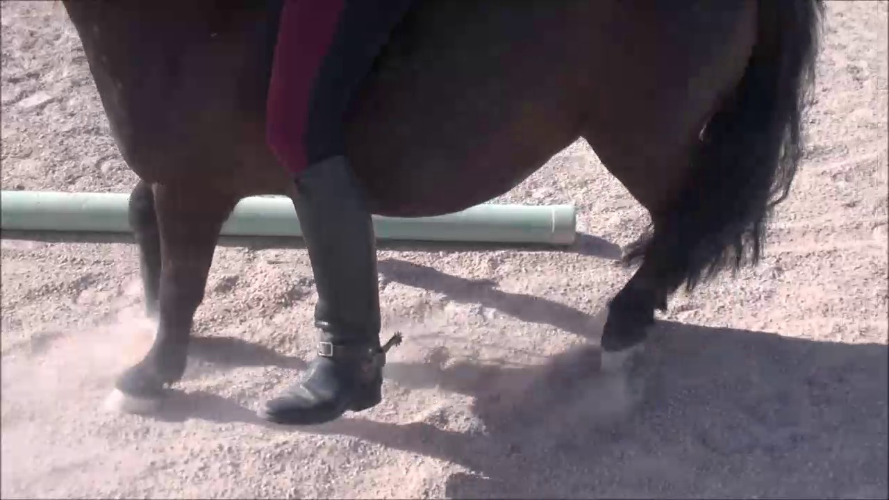 CL9363 NVSDakotasTrainingslessonWithThePony.mp4