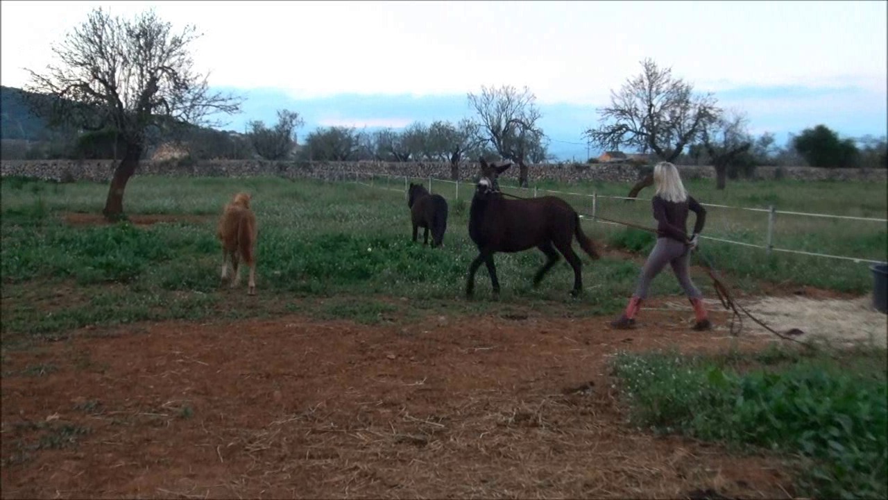 CL9363_NVSDieAuseinandersetzungMitDemMuli.wmv_random_01.jpg