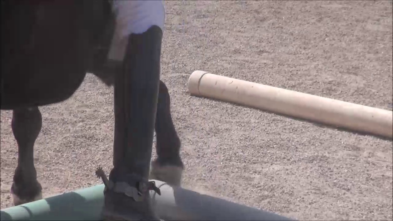 CL9363_NVSMissAnastasiasFavoritePony3.mp4_random_01.jpg
