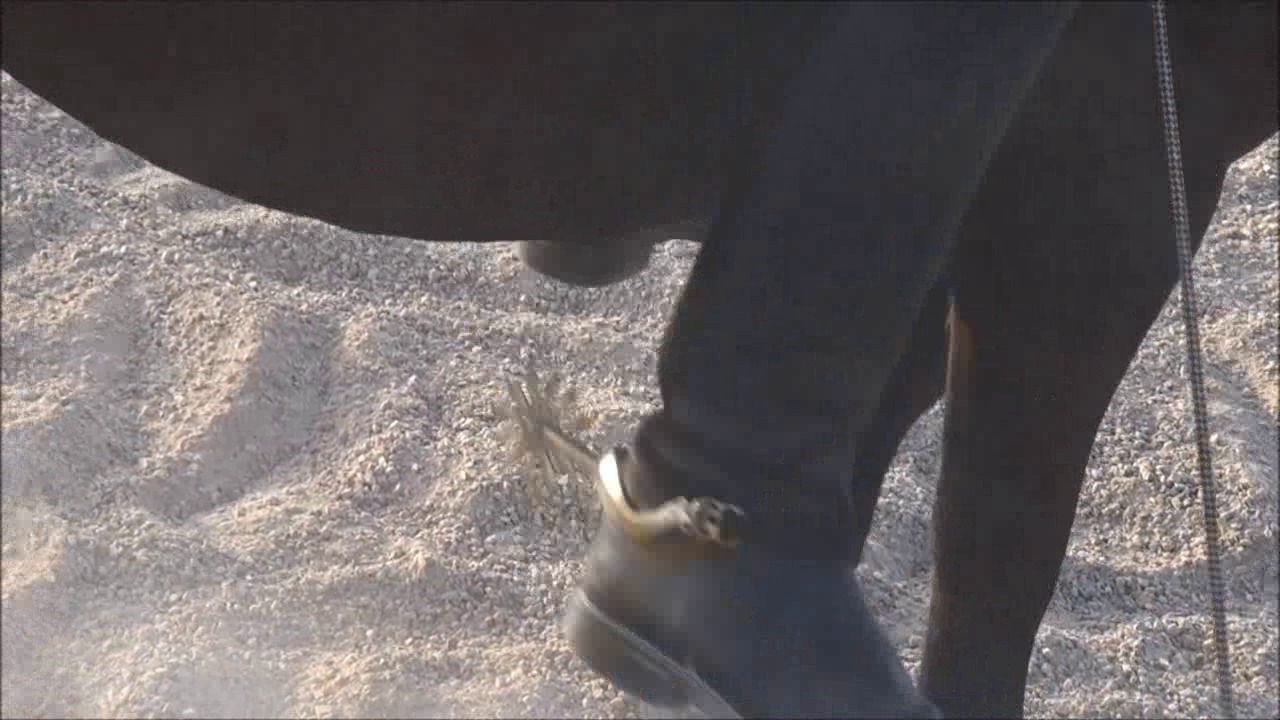 CL9363_NVSMissDakotasBigS.wmv_random_01.jpg