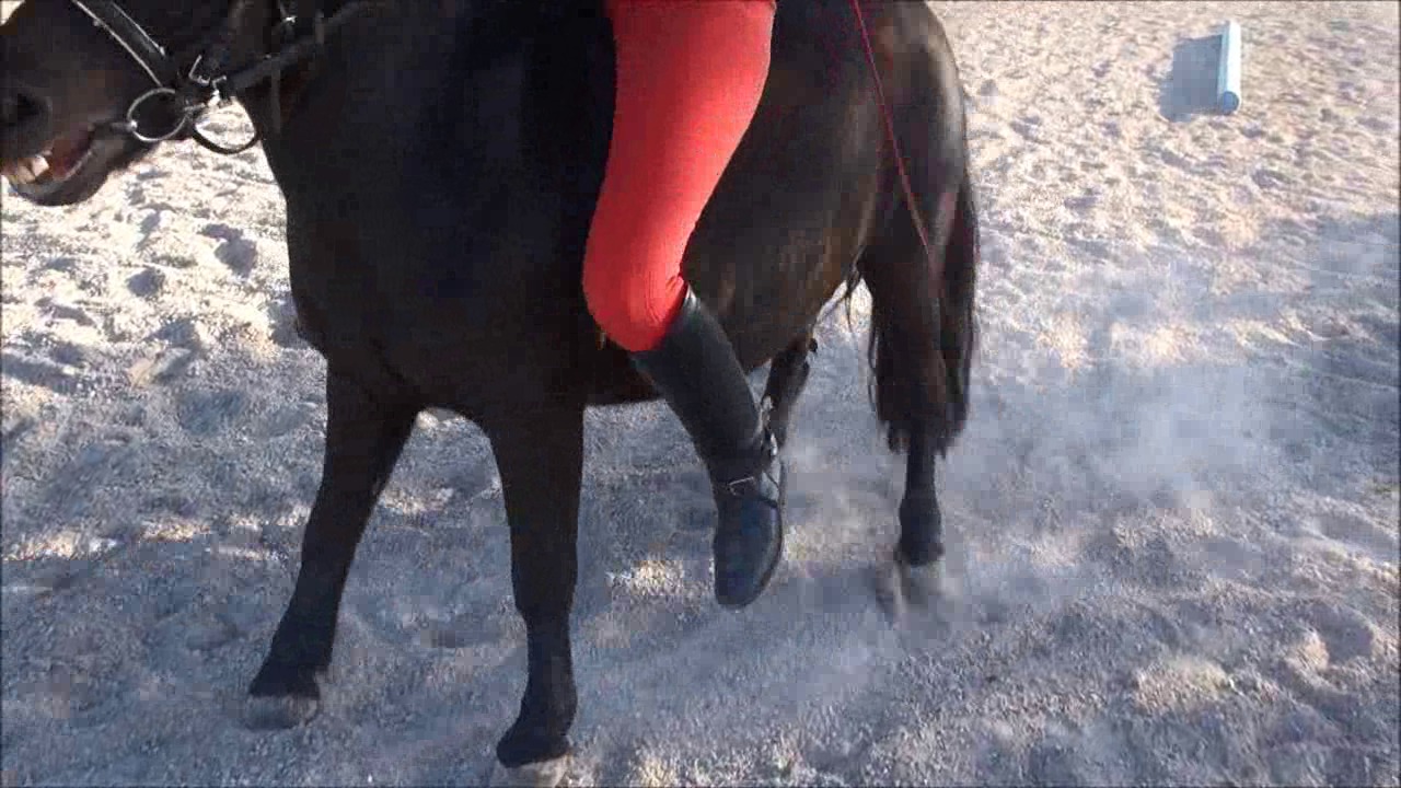 CL9363_NVSThePonyGoesWild2.wmv_random_01.jpg