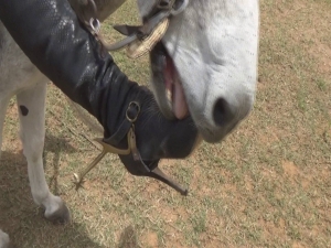 burrojoanna.wmv