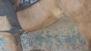 LeatherRidingGoddessMajestyJoanna.wmv