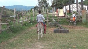 CL8565 Surprise donkey.wmv
